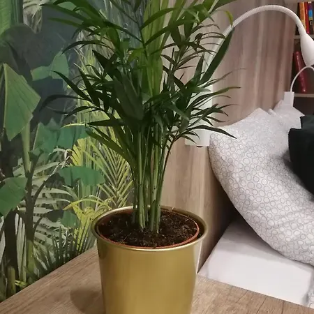 Nova - Rakowicka Cracóvia